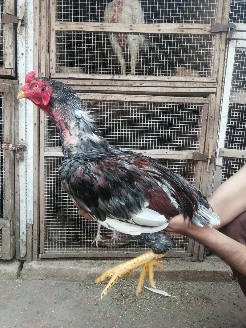 pure minawali salaty — photo 7