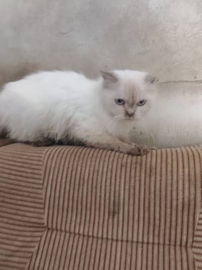 Siberian cat 