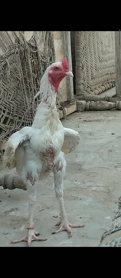 03325888301 Quality Heera Murgha for sale