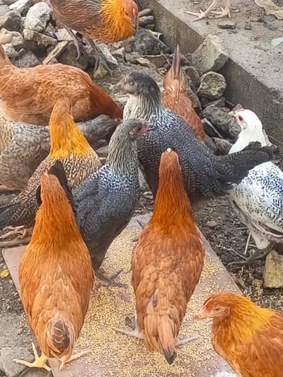 گولڈن پٹیاں فار سیل ں
