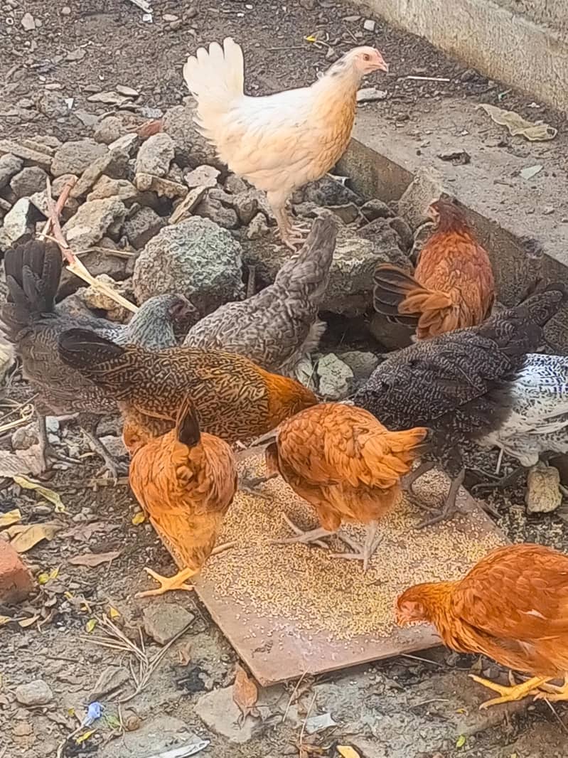 گولڈن پٹیاں فار سیل ں 3