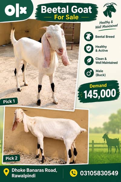 White Ranjan Puri Cross forale | Beautiful Long Ears | Rawalpindi 145K