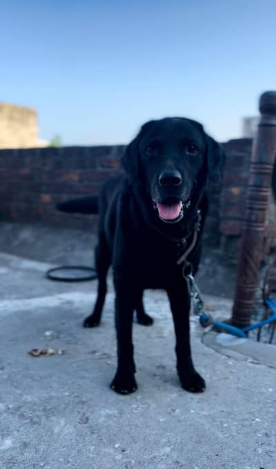 Black Labrador age 3 year male