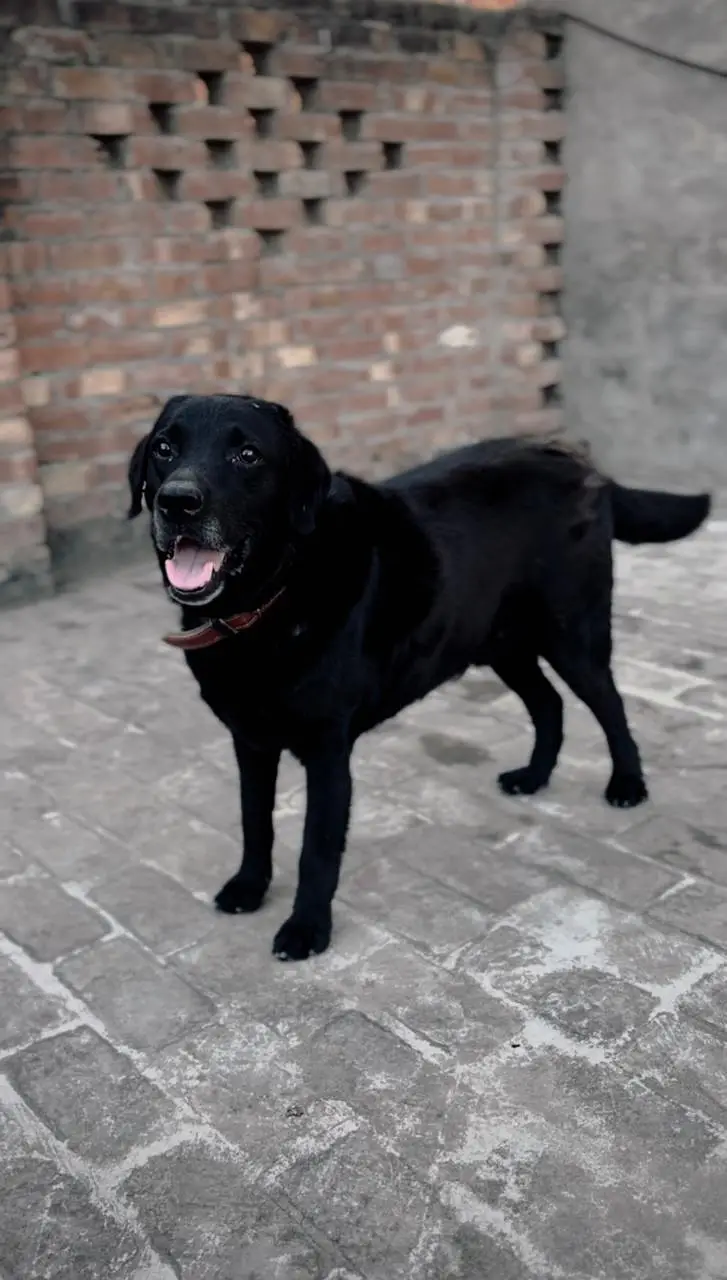 Black Labrador age 3 year male — photo 2