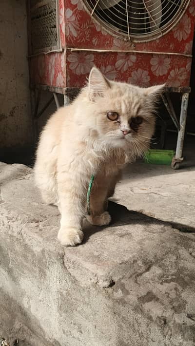 Persian Cat female name lubna