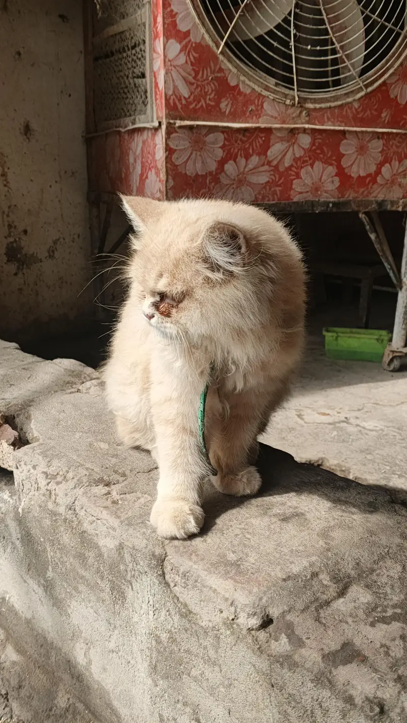 Persian Cat female name lubna — photo 2