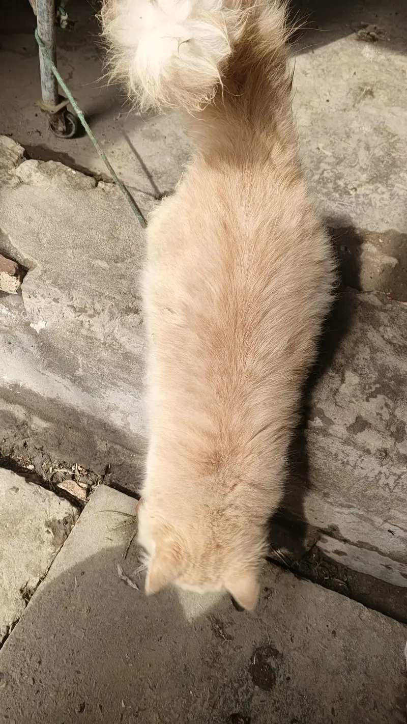 Persian Cat female name lubna — photo 3