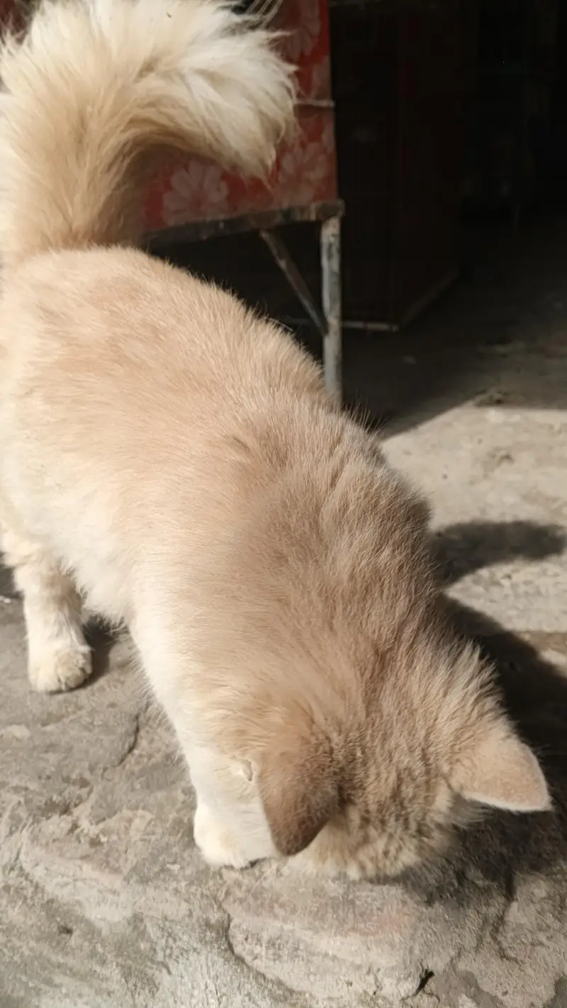 Persian Cat female name lubna — photo 4