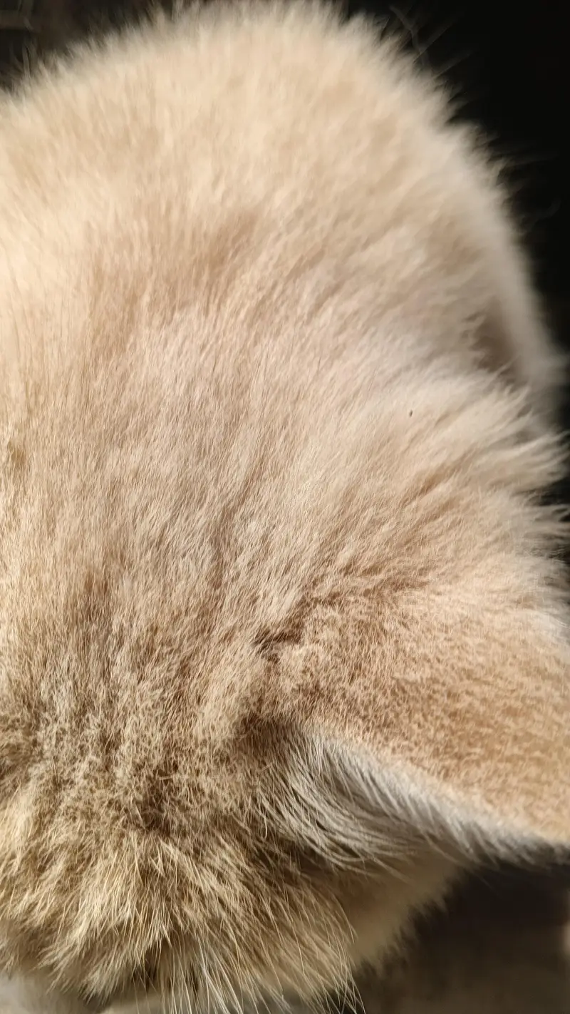 Persian Cat female name lubna — photo 5