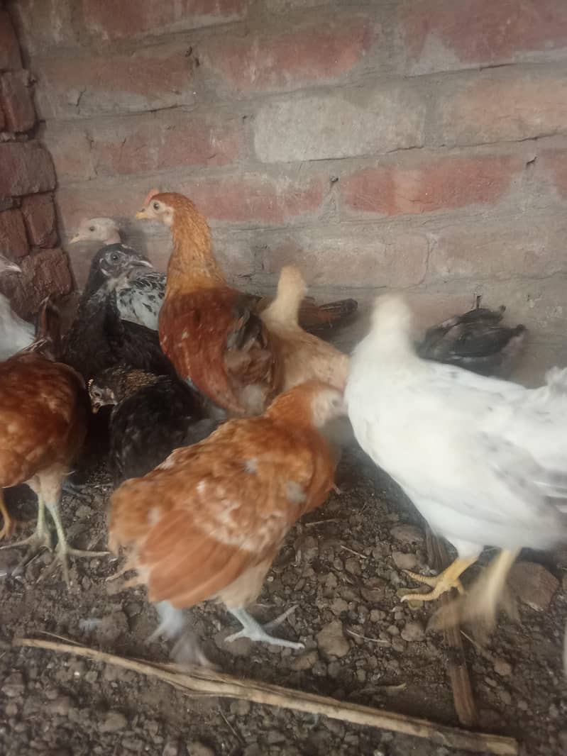 dasi hen 0