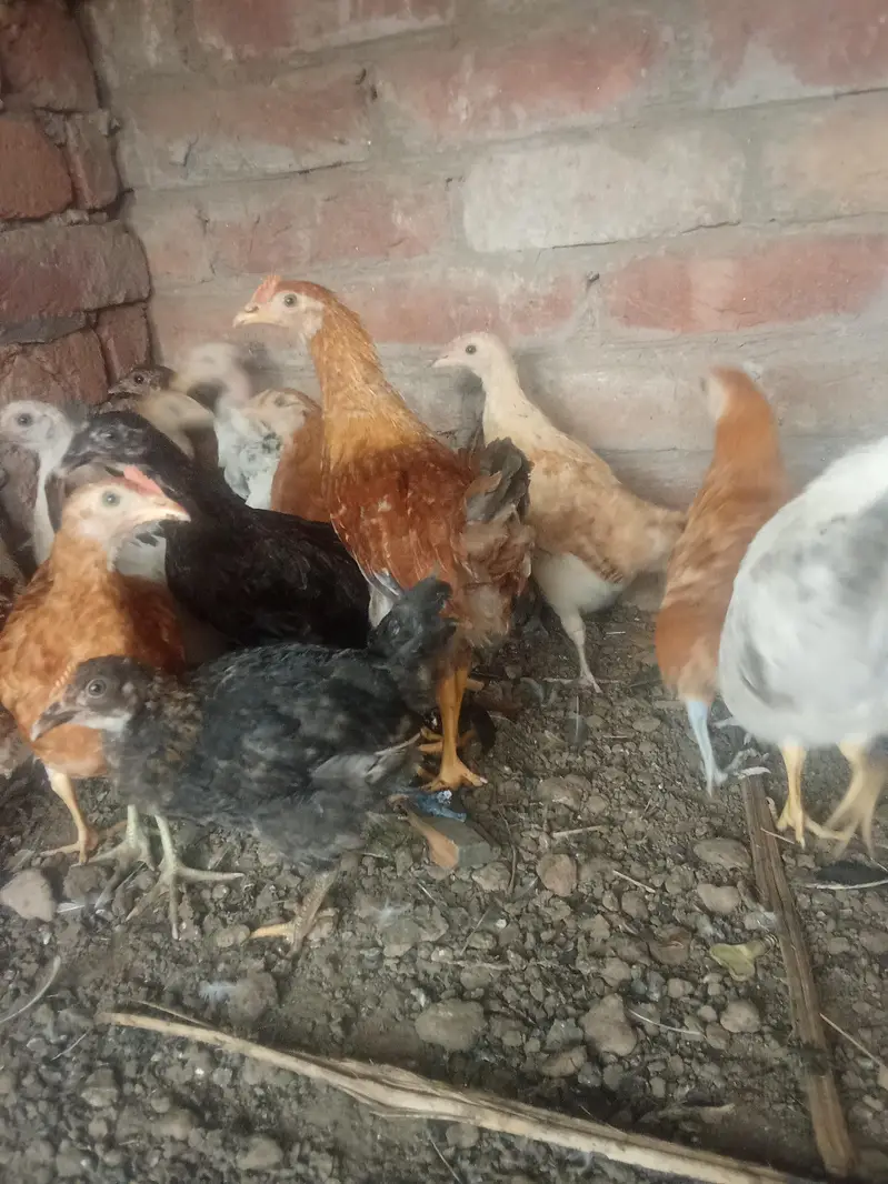dasi hen — photo 2