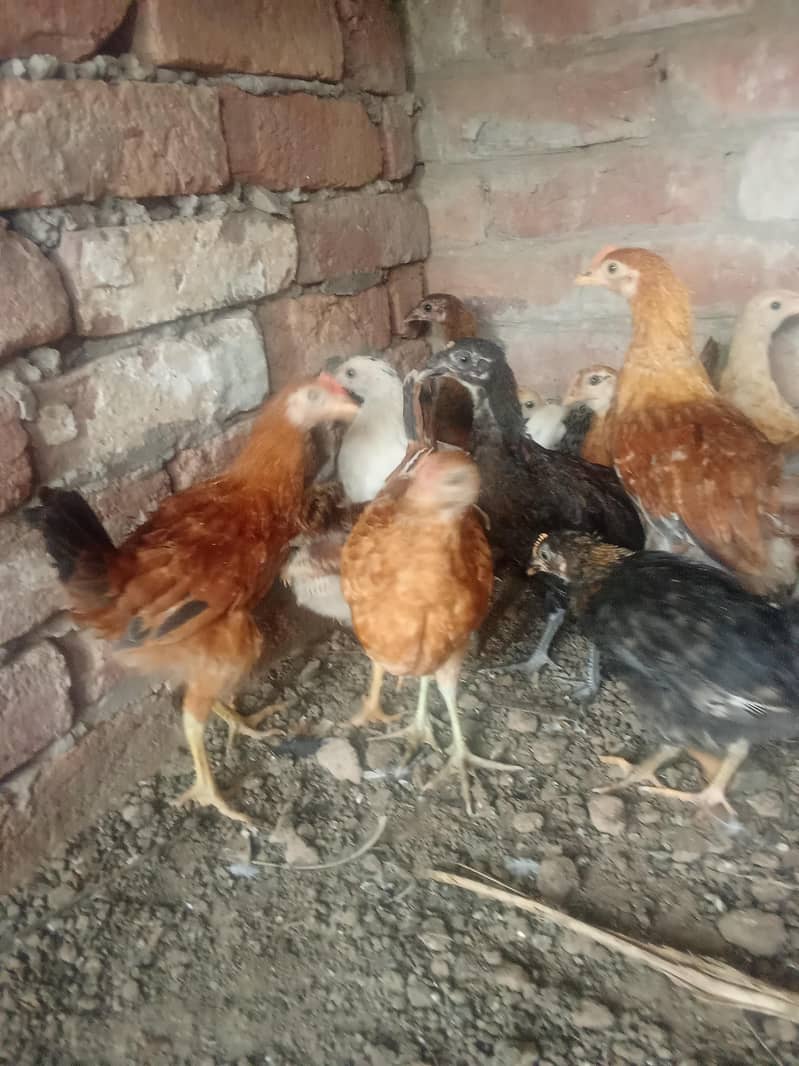 dasi hen 2