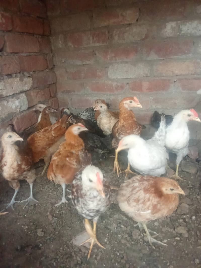 dasi hen 3