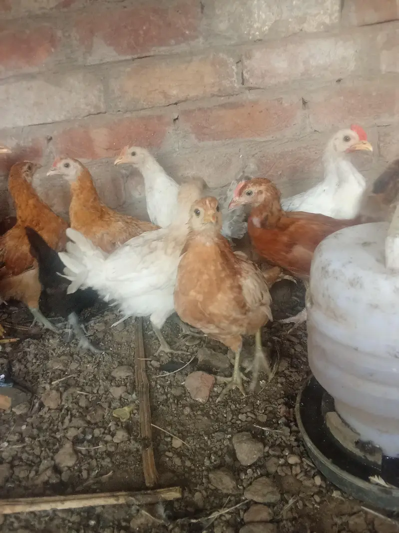 dasi hen — photo 5
