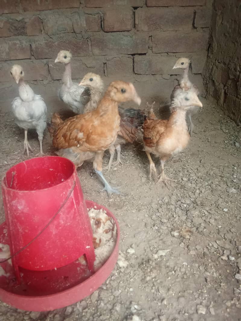 dasi hen 5