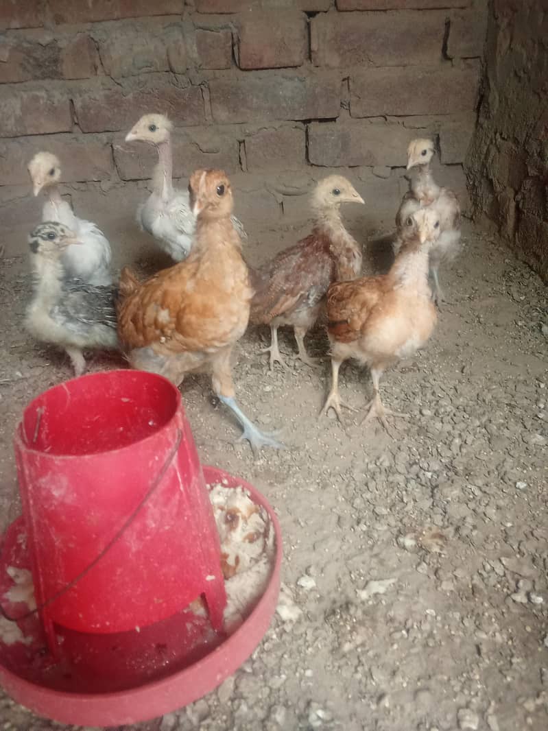 dasi hen 6