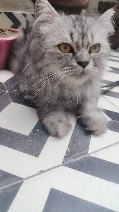 Grey Persian Cat