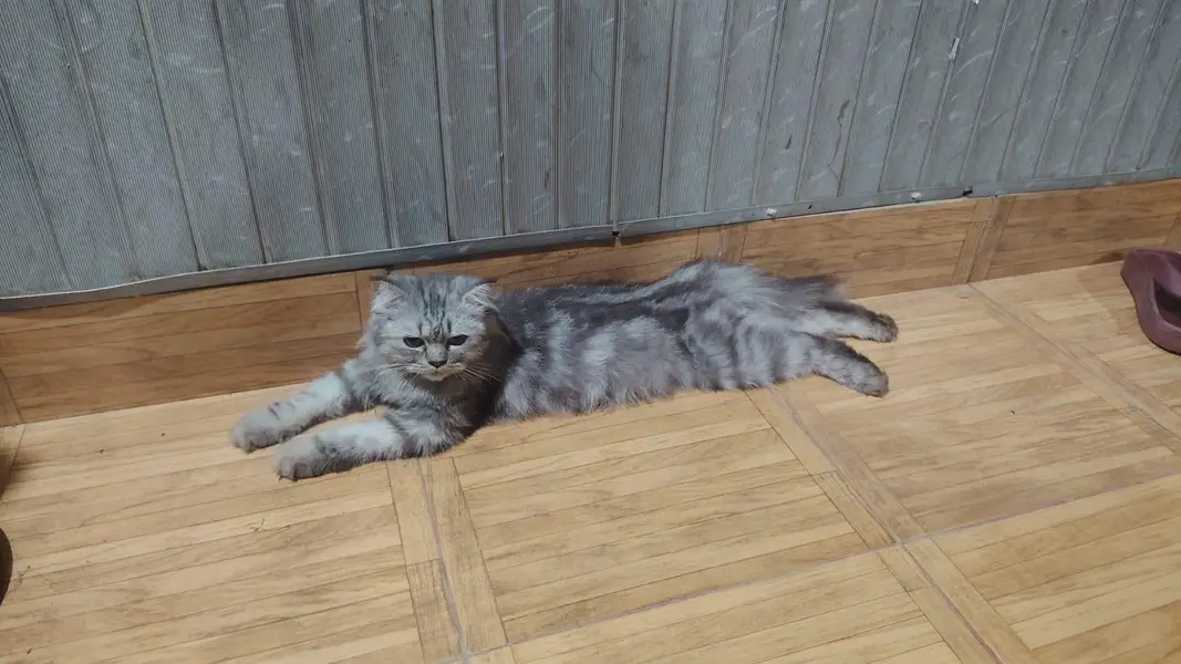 Grey Persian Cat — photo 2