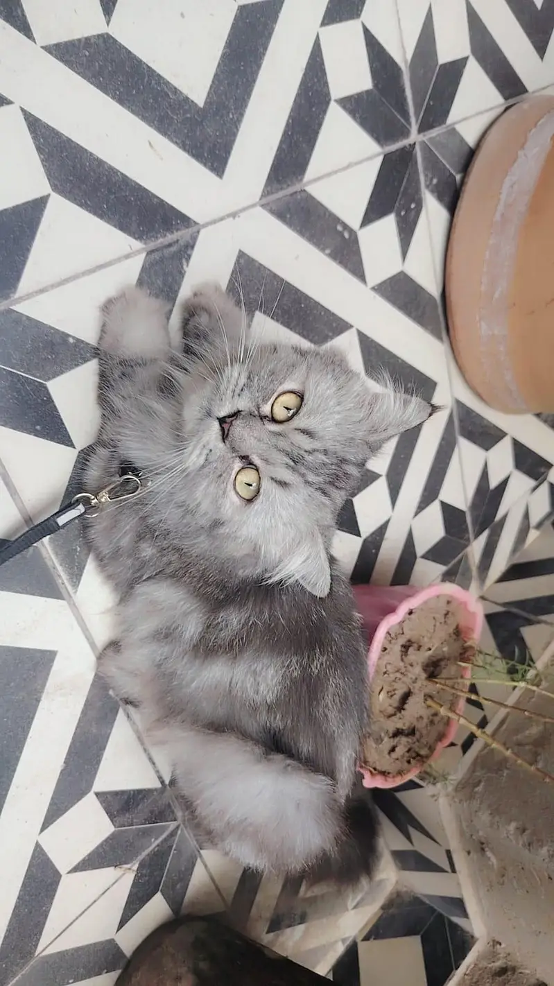 Grey Persian Cat — photo 3