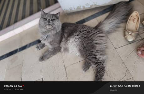 Triple Coated Persian Male Cat – 8 Months – Karachi