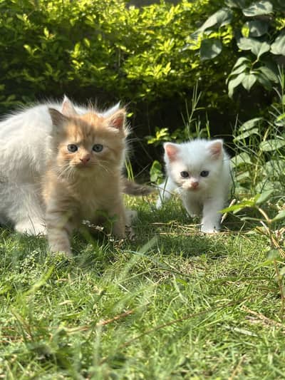 CUTEST PERSIAN KITTENS (PAIR/Single)
