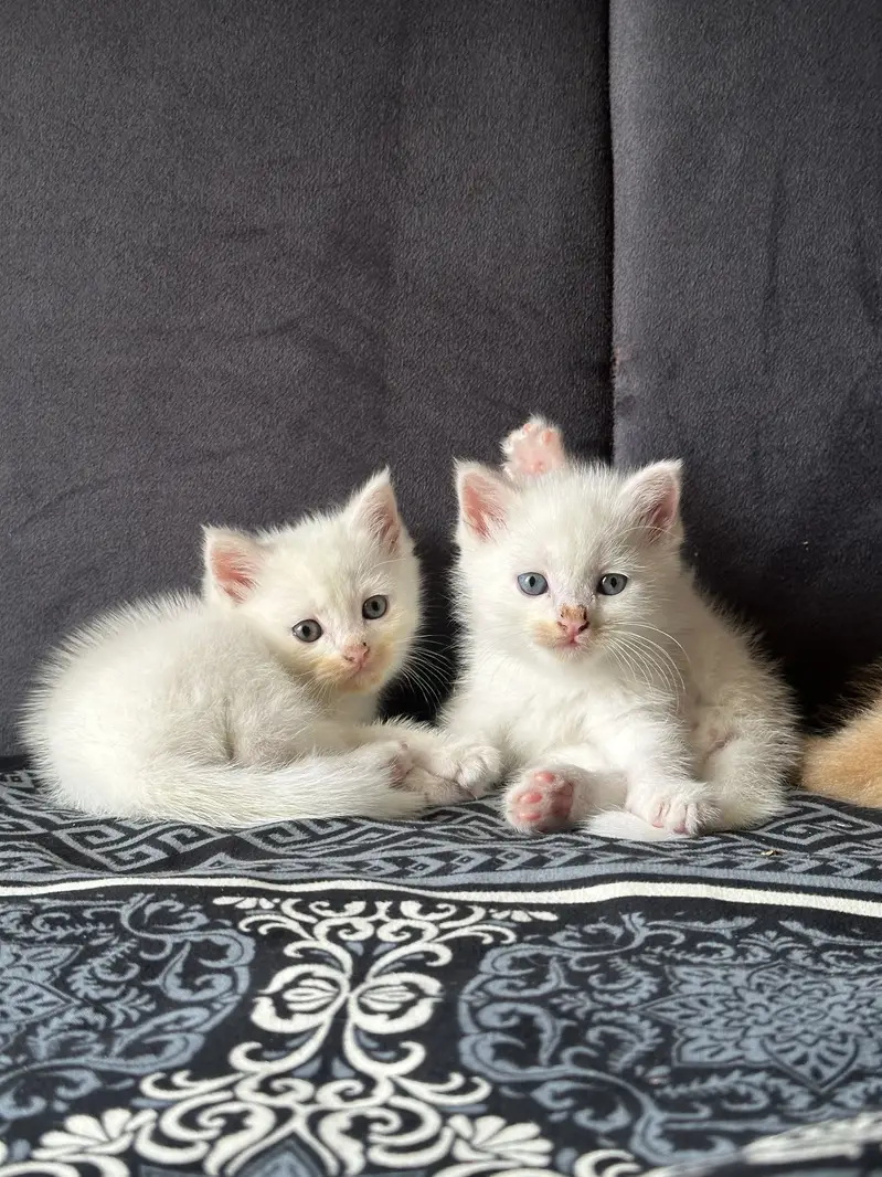 CUTEST PERSIAN KITTENS (PAIR/Single) — photo 2