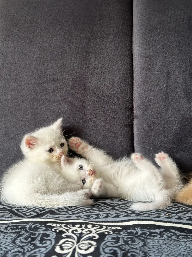 CUTEST PERSIAN KITTENS (PAIR/Single) — photo 3