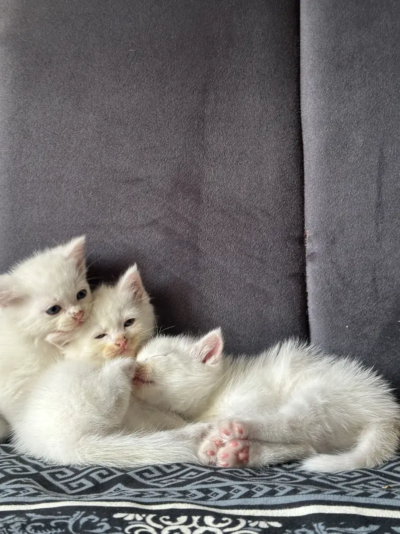 CUTEST PERSIAN KITTENS (PAIR/Single) — photo 4