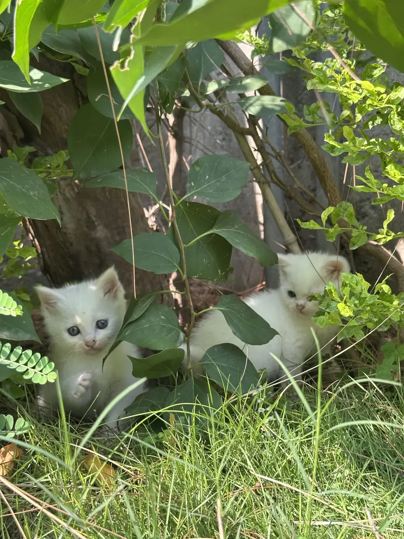CUTEST PERSIAN KITTENS (PAIR/Single) — photo 5