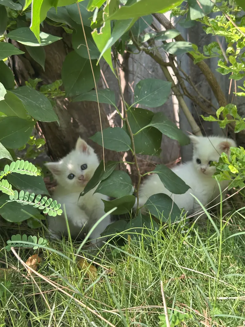 CUTEST PERSIAN KITTENS (PAIR/Single) — photo 6