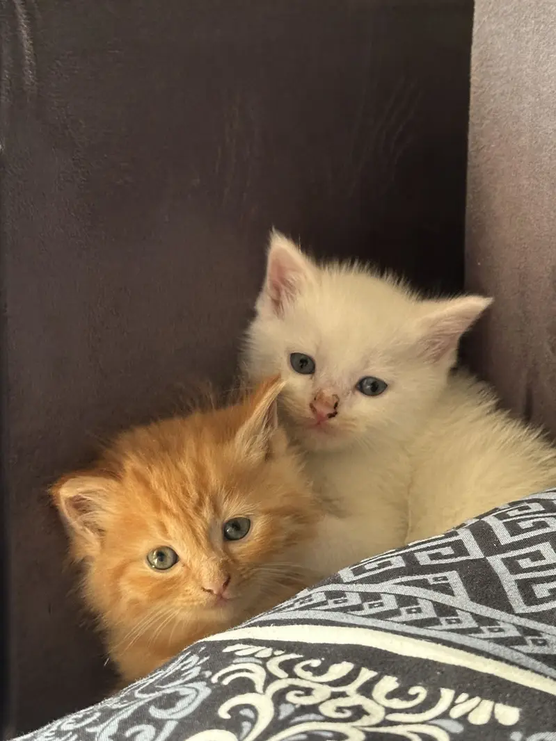 CUTEST PERSIAN KITTENS (PAIR/Single) — photo 7