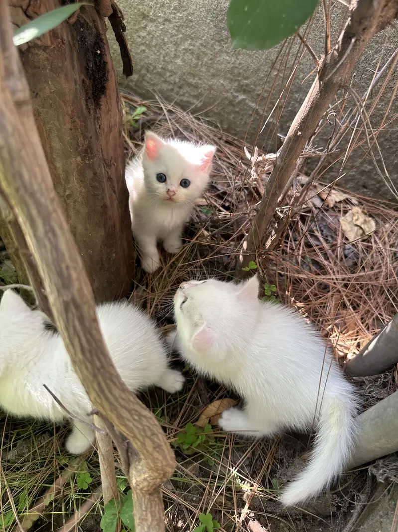 CUTEST PERSIAN KITTENS (PAIR/Single) — photo 8