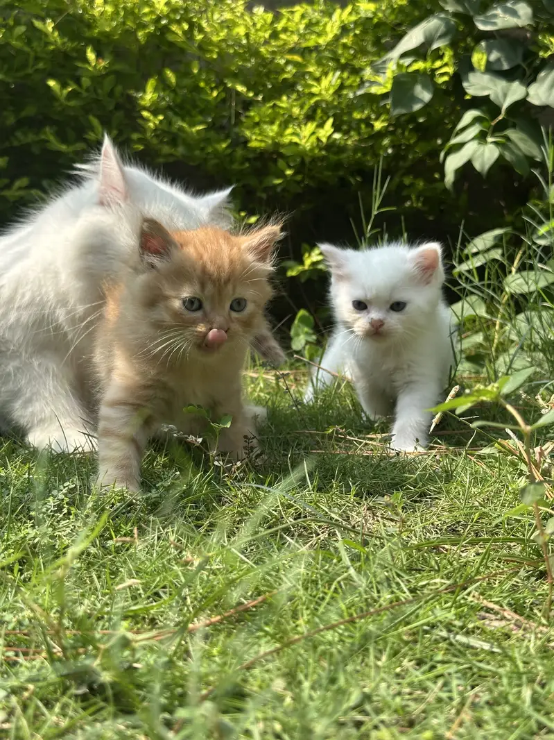 CUTEST PERSIAN KITTENS (PAIR/Single) — photo 9