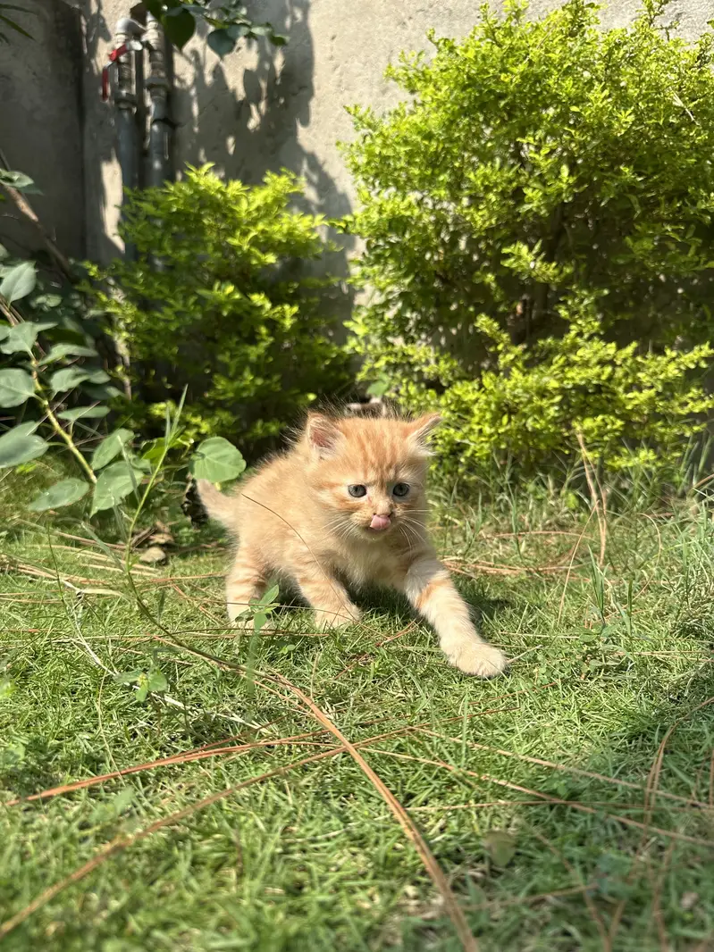 CUTEST PERSIAN KITTENS (PAIR/Single) — photo 10