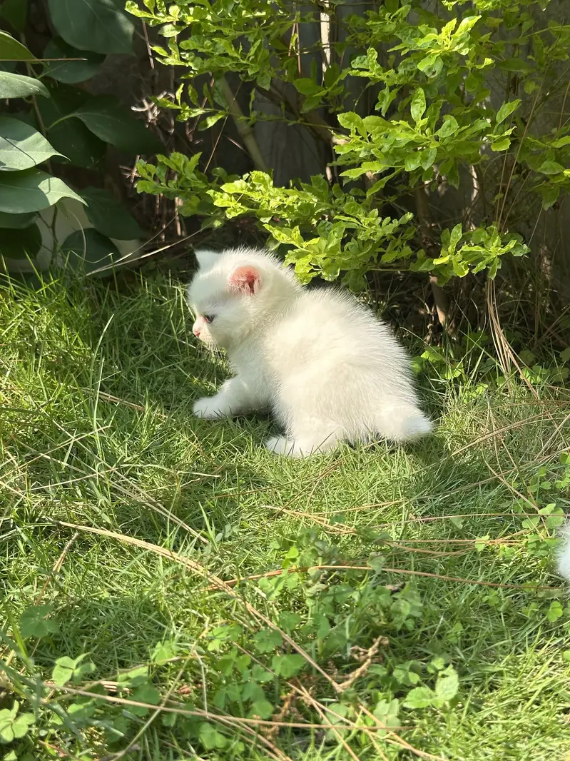 CUTEST PERSIAN KITTENS (PAIR/Single) — photo 11