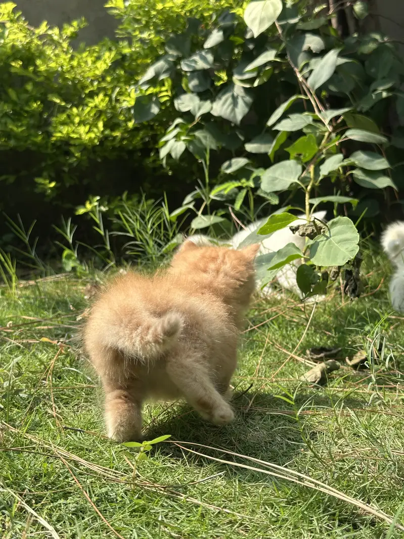 CUTEST PERSIAN KITTENS (PAIR/Single) — photo 12