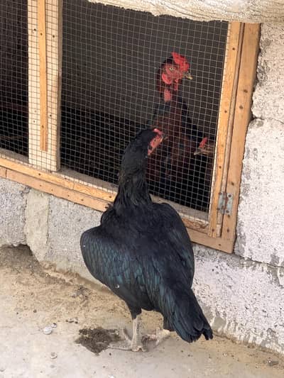 pure lasani long tail bilkul munasib jis bahi ko smj Hy rabta kro