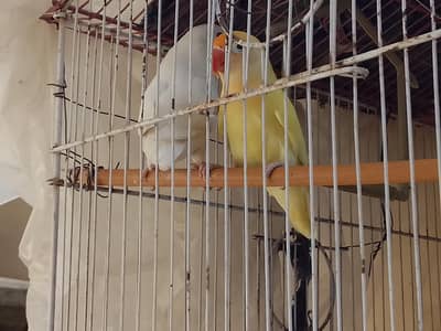 albino red eye male and decino Black eye female confirm pair sale. .