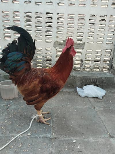 Ghar ka bara keya hwa bss majbori me sale krna parh rha he