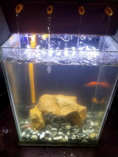 planted aquarium with water fall