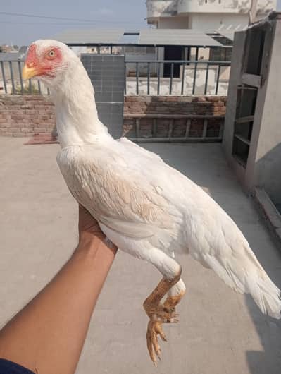 German Oh Shamo Breeder female