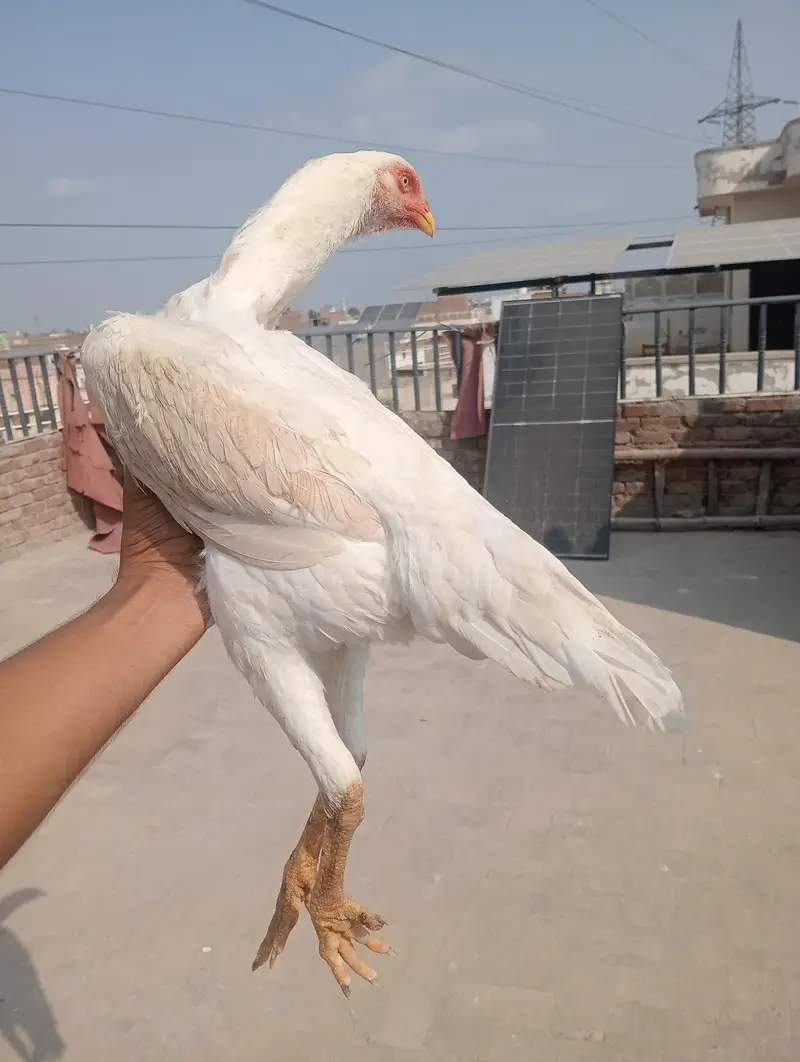 German Oh Shamo Breeder female — photo 2