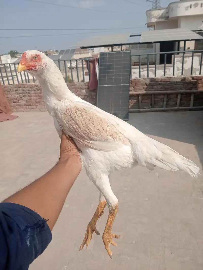 German Oh Shamo Breeder female — photo 4