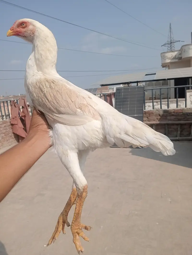 German Oh Shamo Breeder female — photo 5