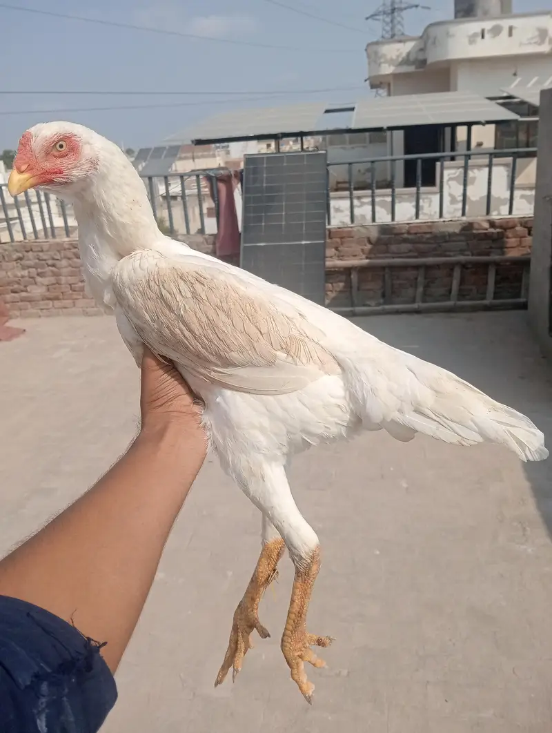 German Oh Shamo Breeder female — photo 7
