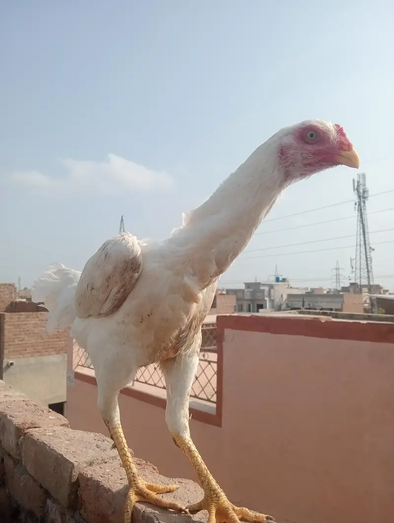 German Oh Shamo Breeder female — photo 8