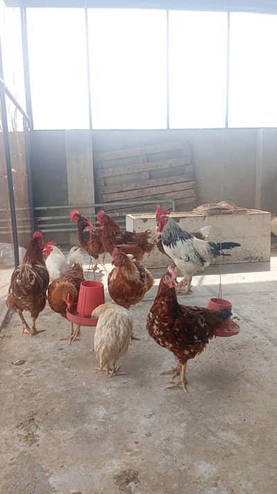 Lohmann brown males for sale