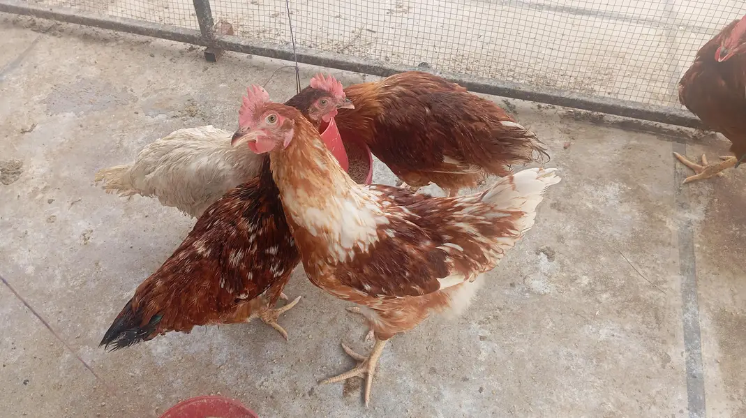 Lohmann brown males for sale — photo 2
