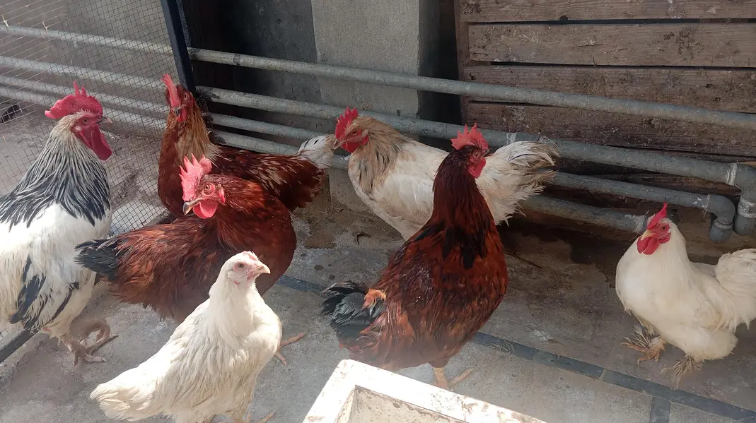 Lohmann brown males for sale — photo 3