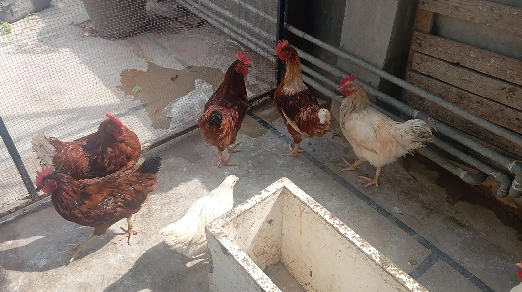 Lohmann brown males for sale — photo 4